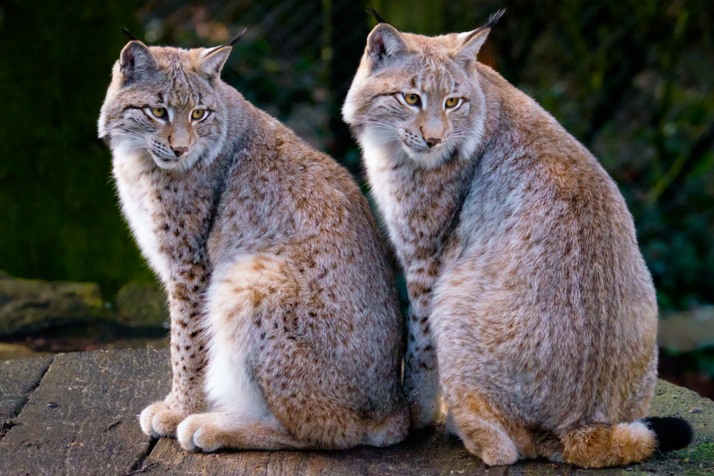 two young lynx at tierpark olderdissen
