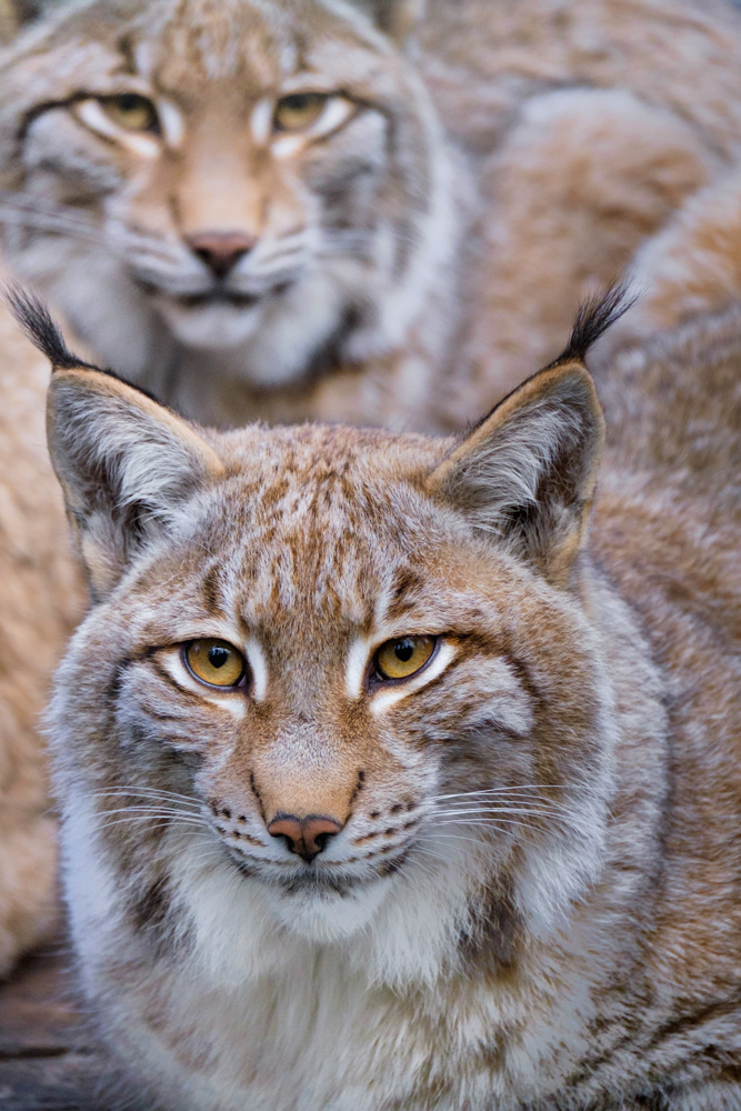 lynx (portrait) at tierpark olderdissen