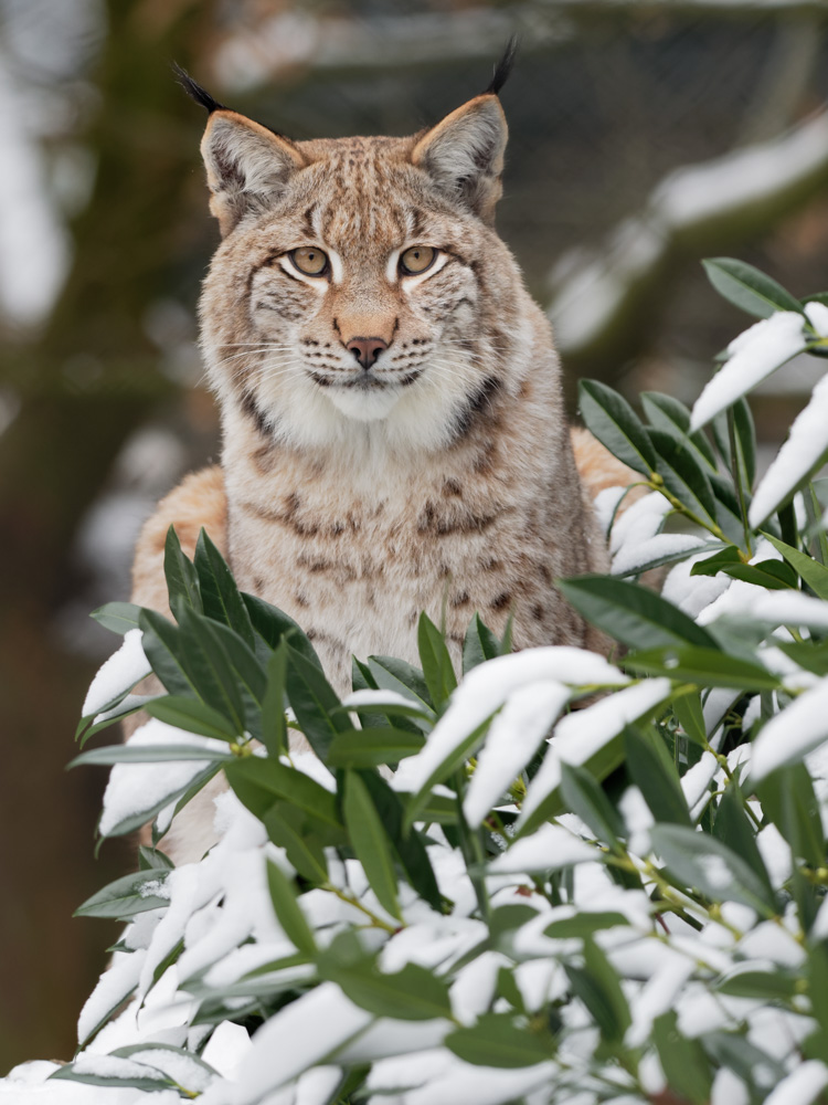 eye to eye - eurasian lynx