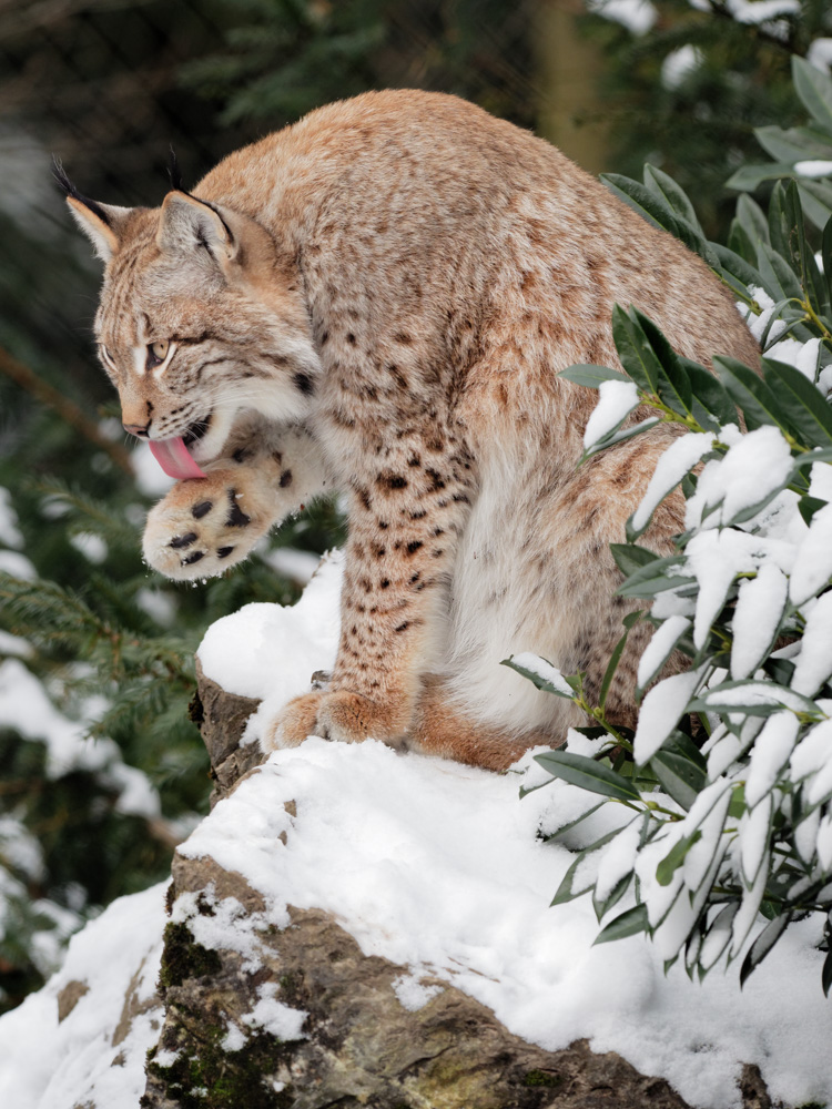 eurasian lynx