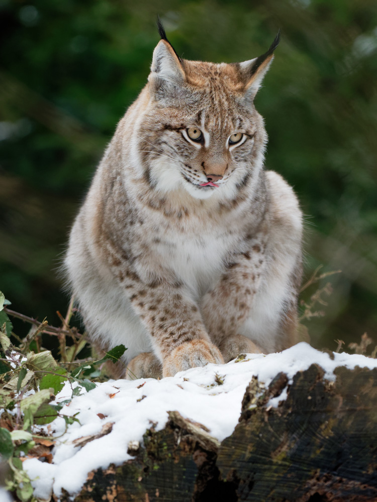 observant lynx