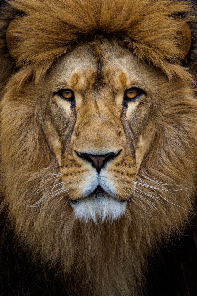 A lions face. Portrait of the male lion Lolek at the Dortmund Zoo.