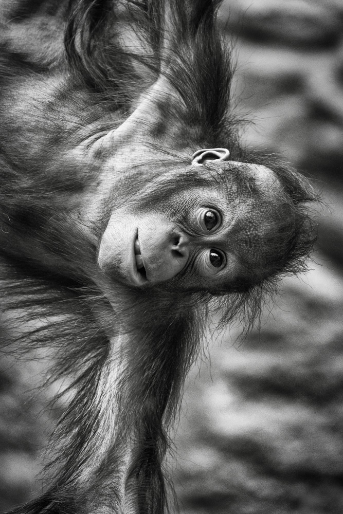 baby orangutan