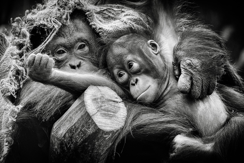 orangutan mother with baby