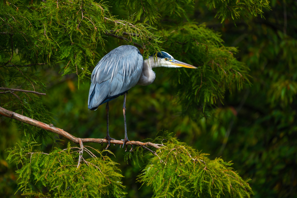 Male gray heron (Ardea cinerea) in a tree.