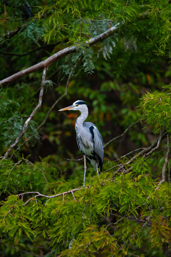 Male gray heron (Ardea cinerea) in a tree.