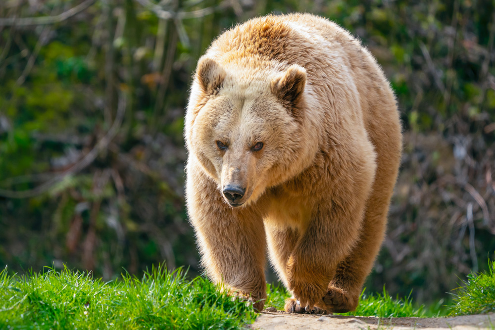 Bear lady 'Jule' on her morning walk