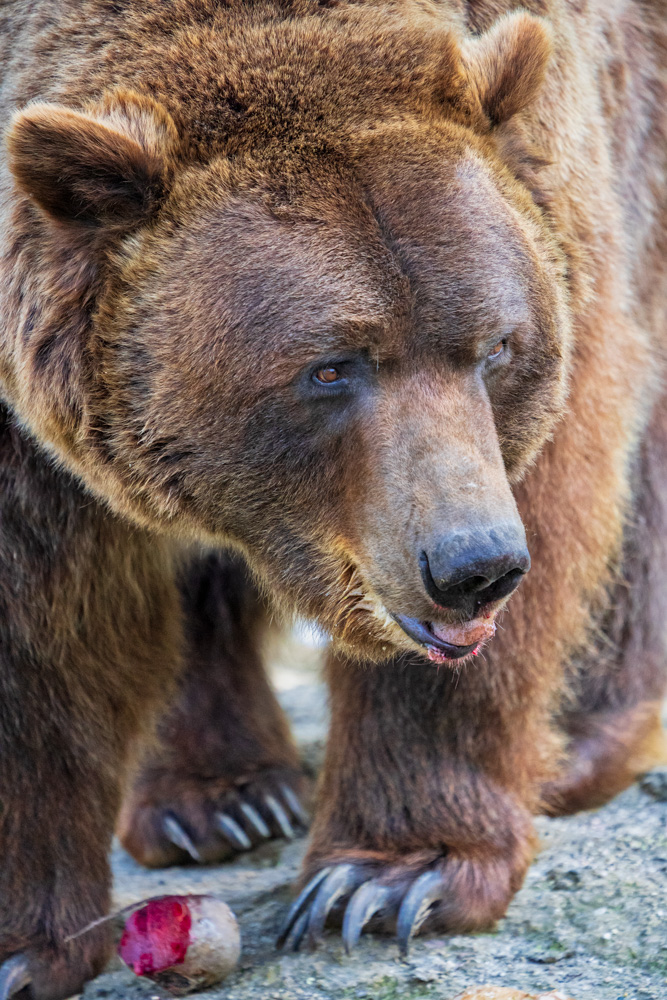 Brown bear 'Max' enjoys some beetroot