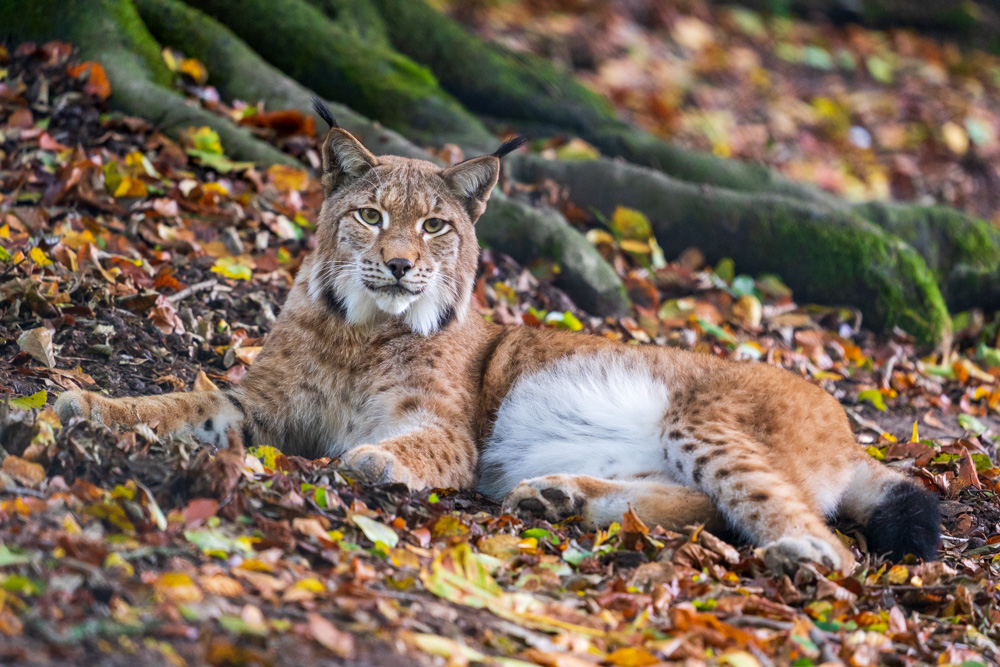 Eurasian lynx at Tierpark Olderdissen (Bielefeld, Germany)