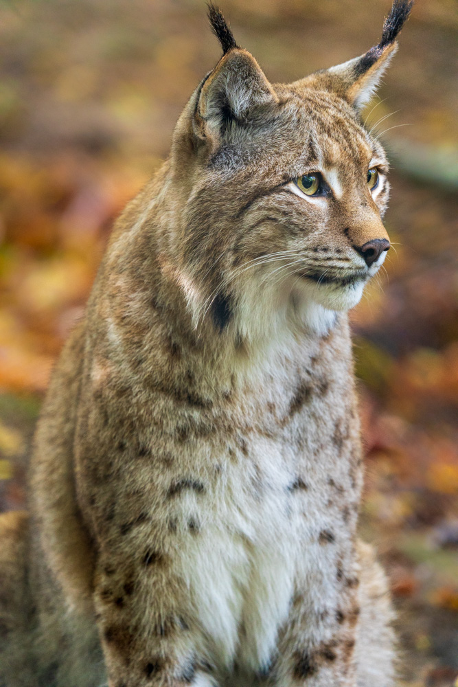 Eurasian lynx at Tierpark Olderdissen (Bielefeld, Germany)