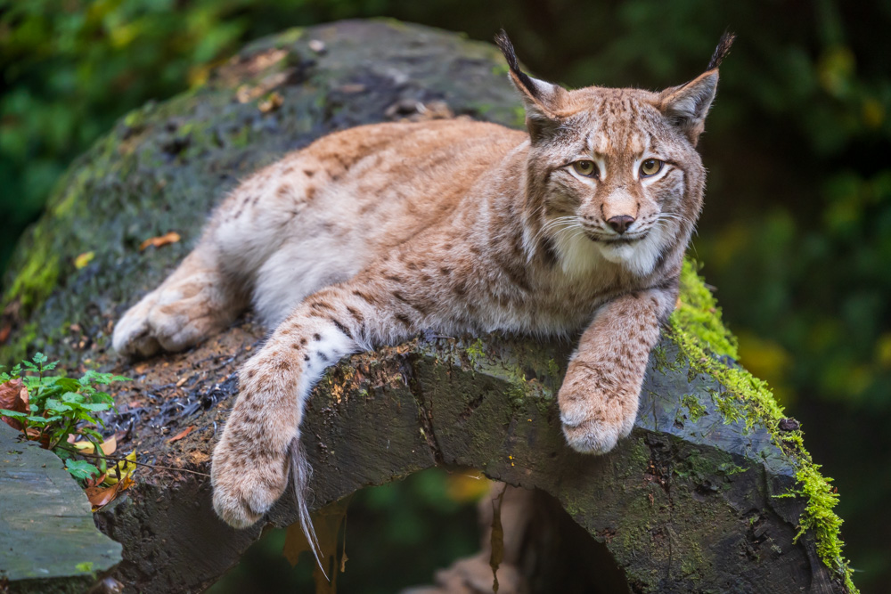 Eurasian lynx at Tierpark Olderdissen (Bielefeld, Germany)