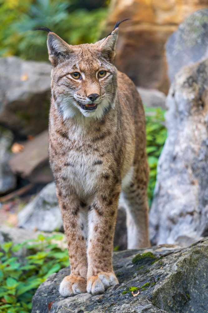 Eurasian lynx at Tierpark Olderdissen (Bielefeld, Germany)