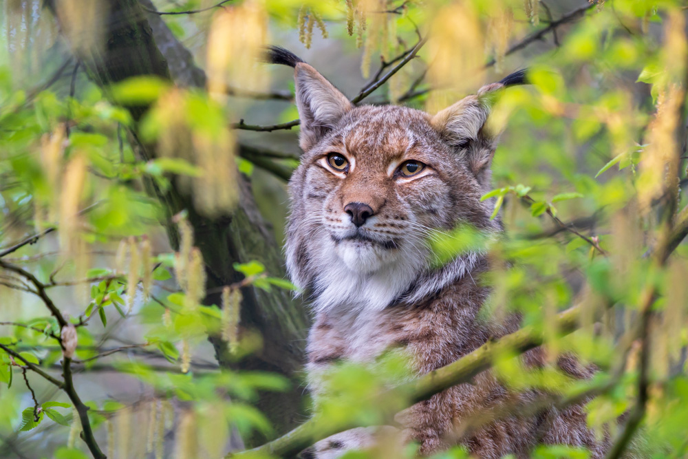 Eurasian lynx in a tree