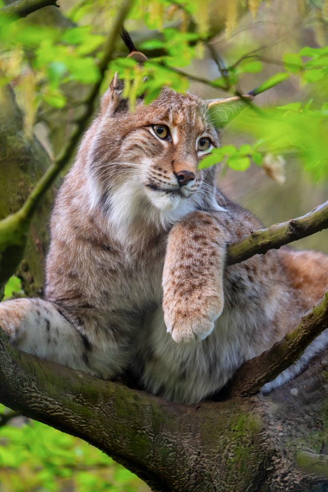 Eurasian lynx in a tree at Tierpark Olderdissen