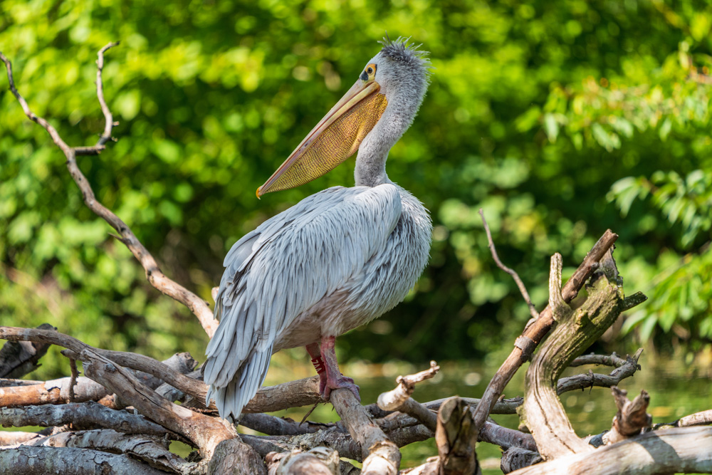 Dalmatian Pelican (Pelecanus crispus)