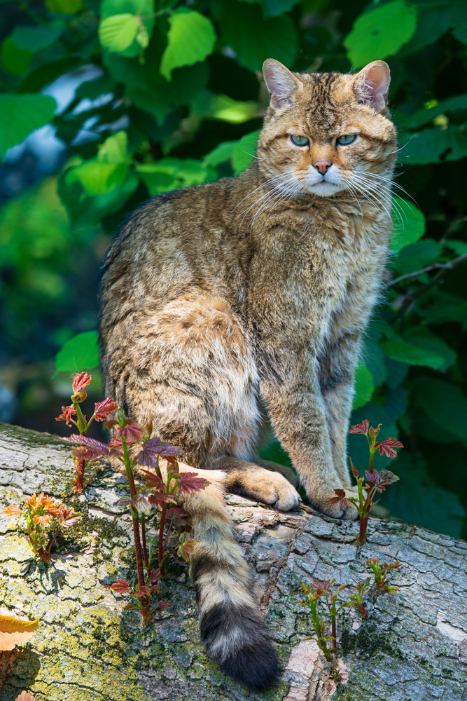 European wildcat in the Zoo in Duisburg