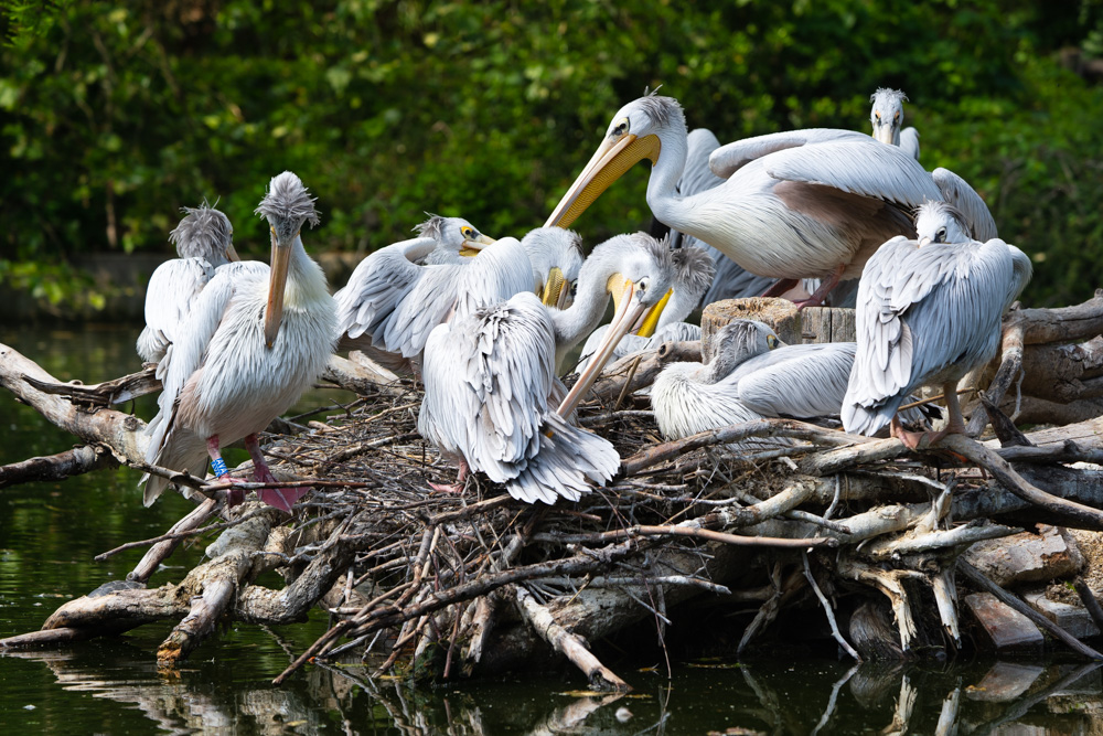Pelican island at the Duisburg Zoo