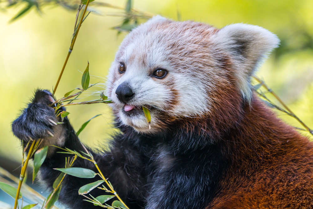 Red Panda enjoys bamboo