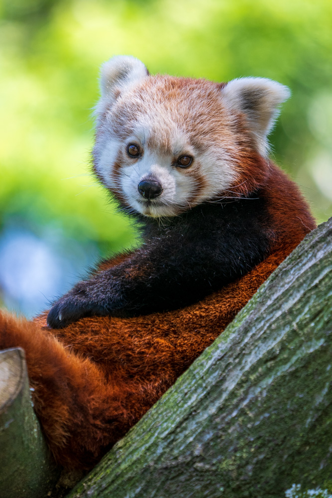 Red panda in a tree