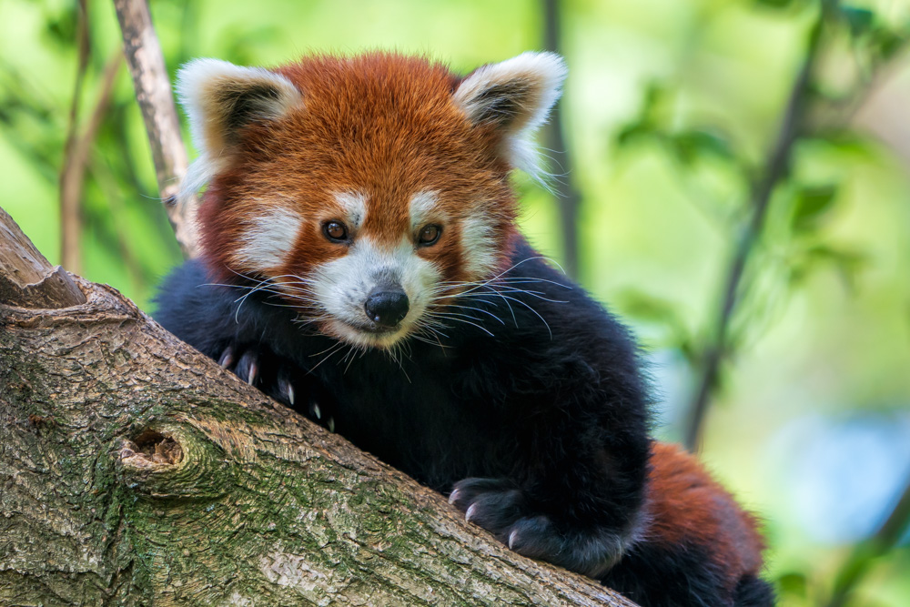 Curious little panda