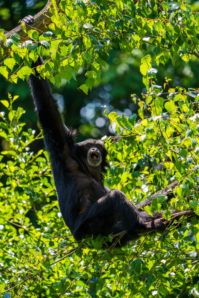 Siamang in a tree