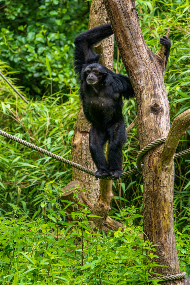 Siamang in a tree