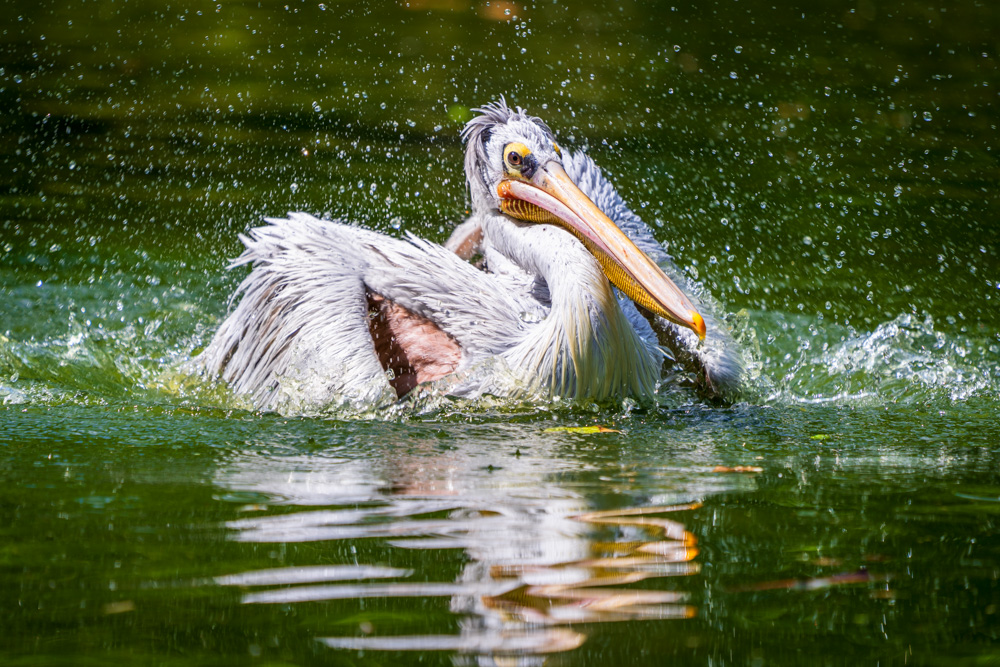 Splashing Dalmatian Pelican at the Zoo in Duisburg