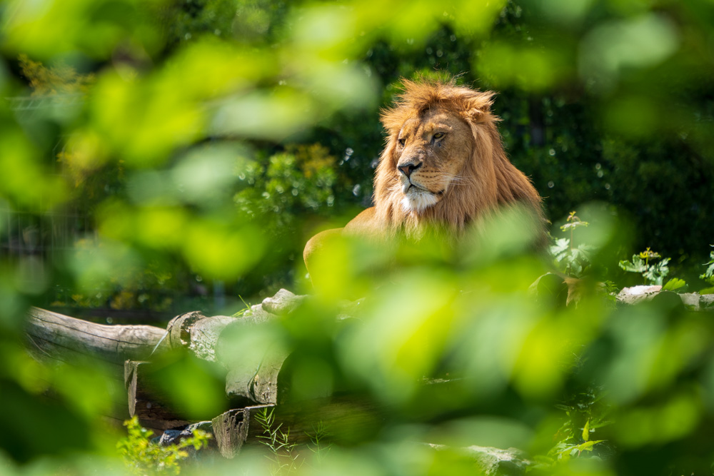 The boss: Male lion