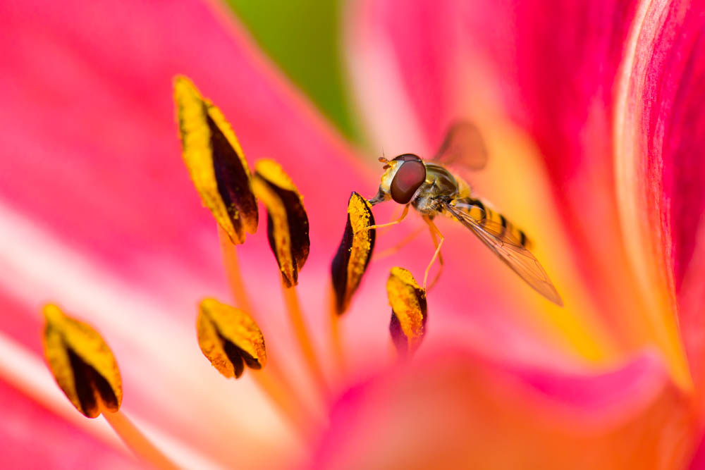 hoverfly and flower