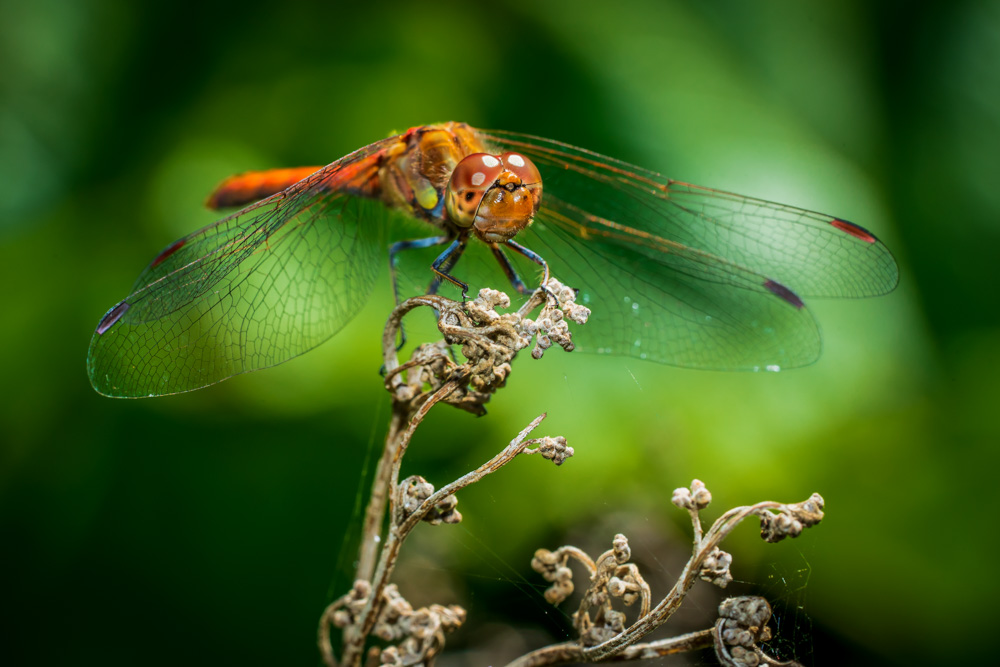 Dragonfly - Darter (Sympetrum)