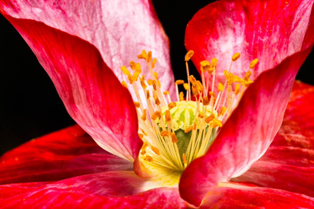 red poppy flower