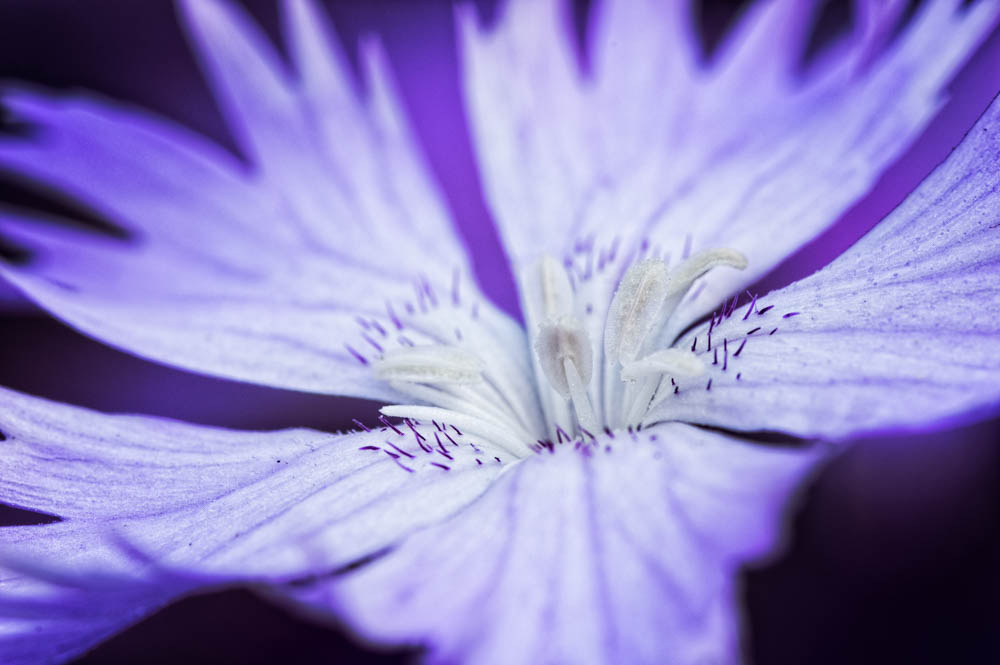 violet-blue flower
