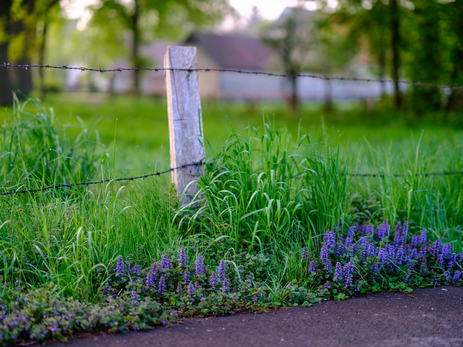 Common bugle (Ajuga reptans) on a fence in Bielefeld-Sieker in May 2021 (Germany).