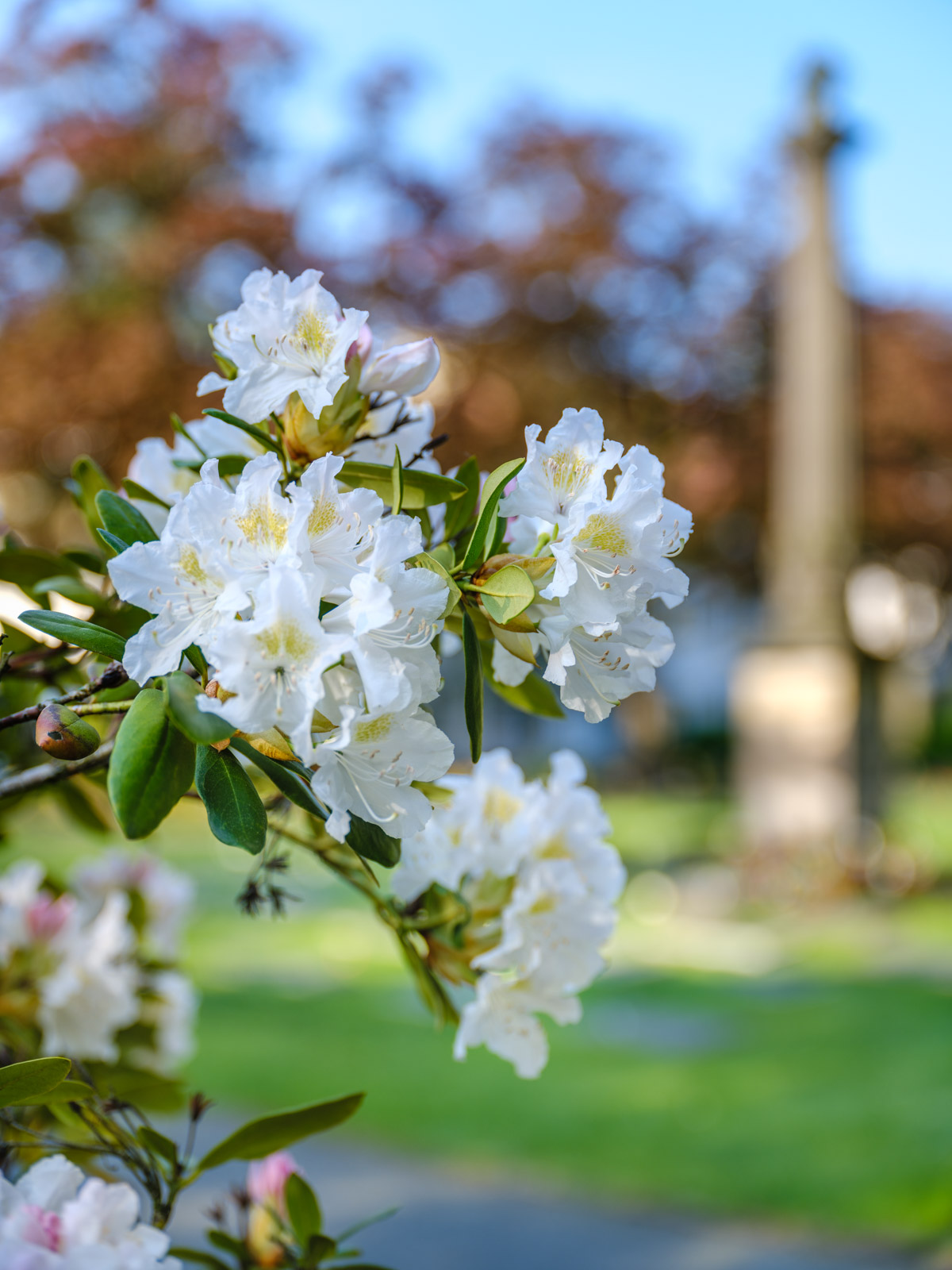 White rhododendron at the Old Cemetery on an early morning in May 2021 (Bielefeld, Germany).