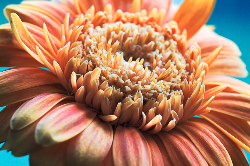 gerbera - flower close-up