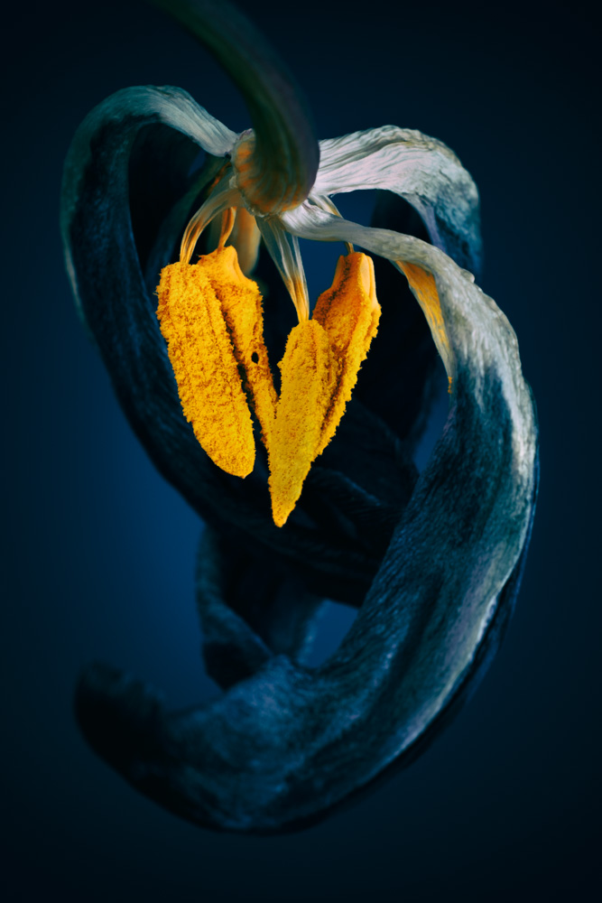 withered tulip in blue