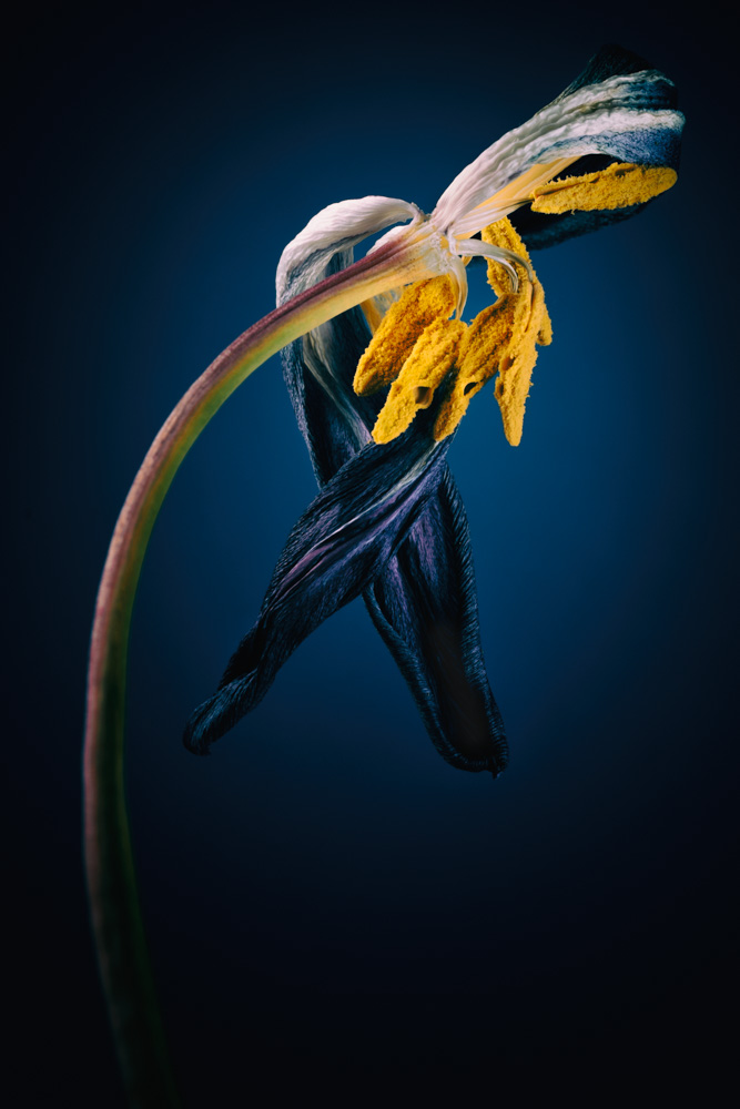 withered tulip in blue