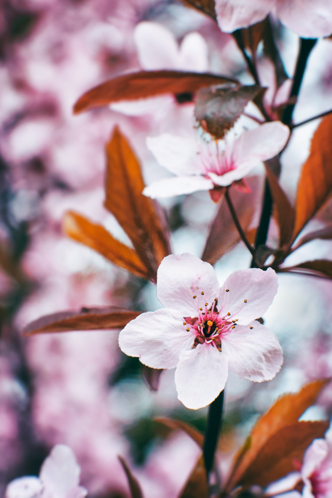 Terribly beautiful flowers Kitsch - cherry blossom