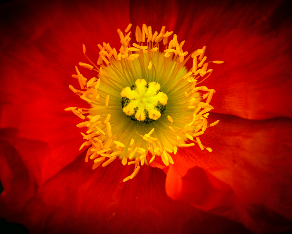 red poppy flower