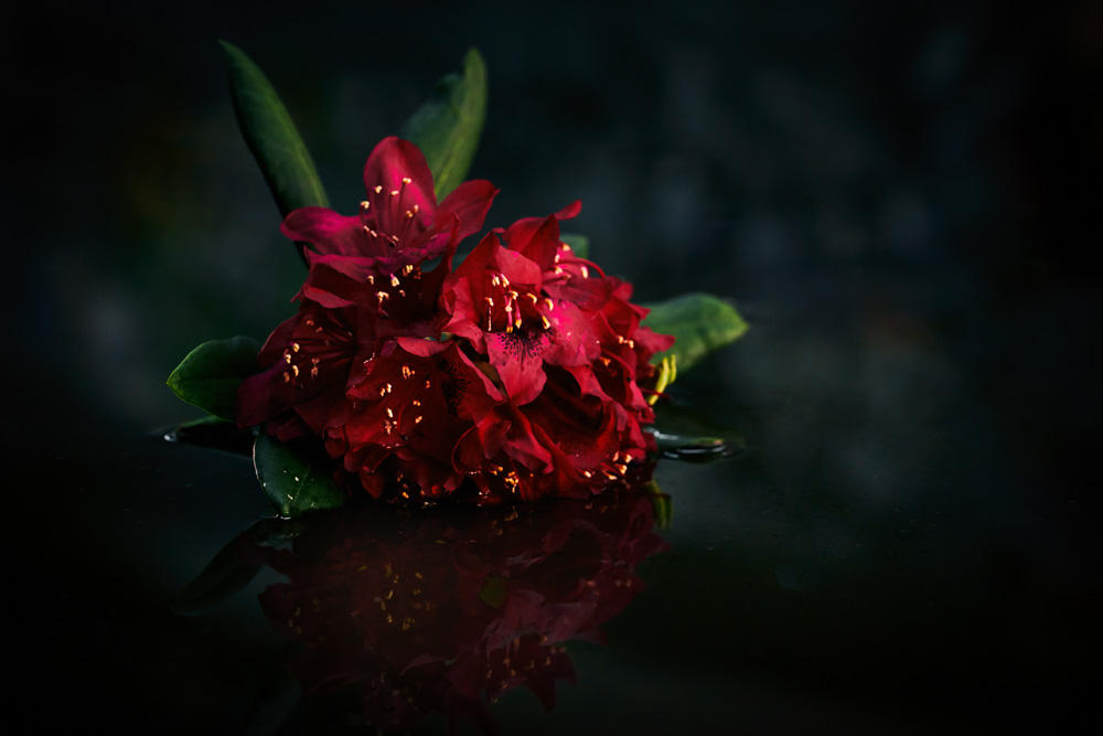 rhododendron flowers in a puddle