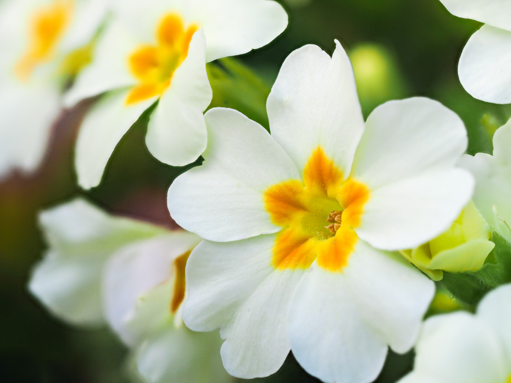 common primerose (primula vulgaris)