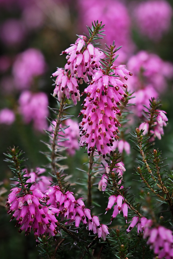 winter heath (Erica carnea)