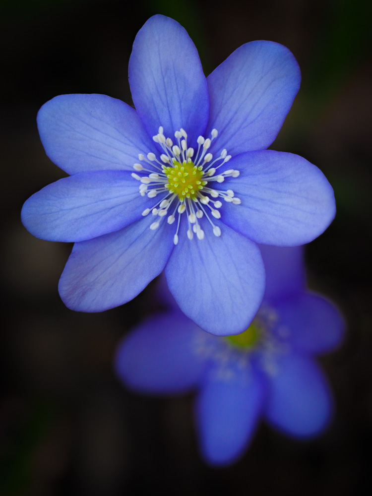 Common hepatica (Hepatica nobilis) - also known as a liverwort