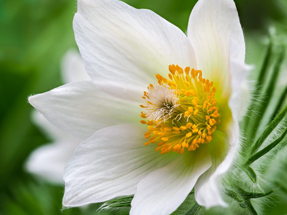 European pasqueflower (pulsatilla vulgaris)