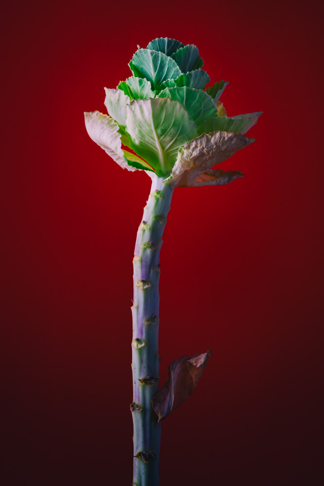 plant (color) - sculpture