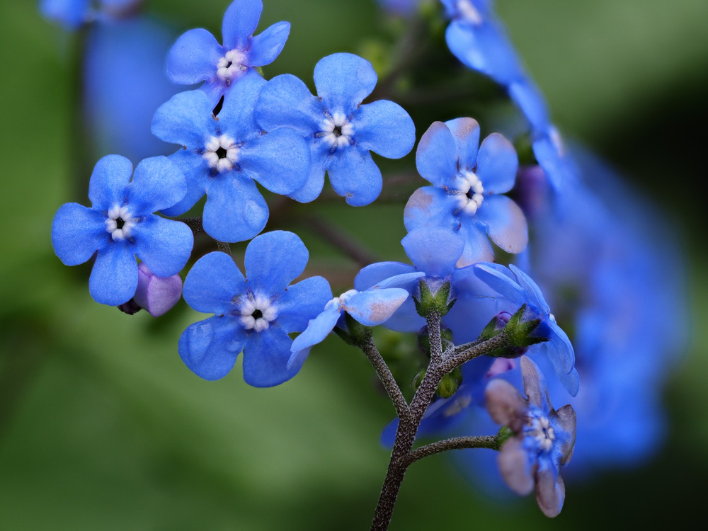 Blossoms of a Siberian bugloss (Brunner macrophylla)