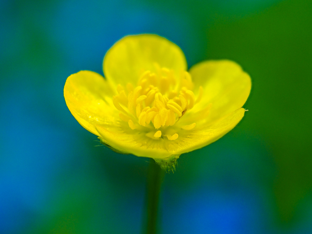 Buttercup (Ranunculus)