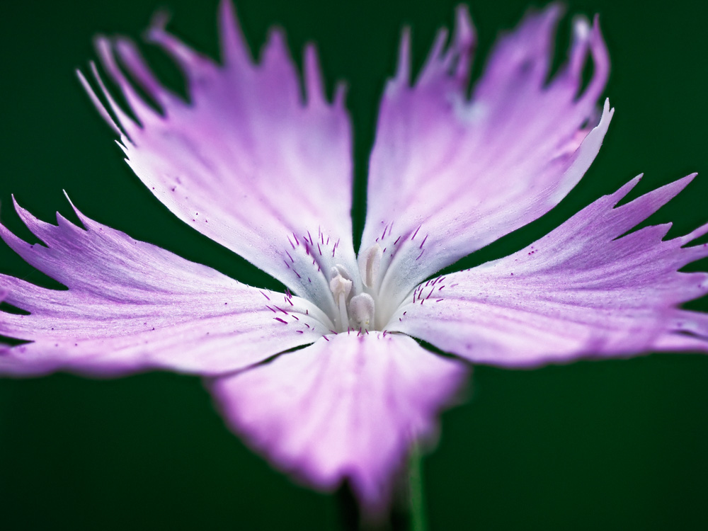 Carnation (Dianthus gallicus)