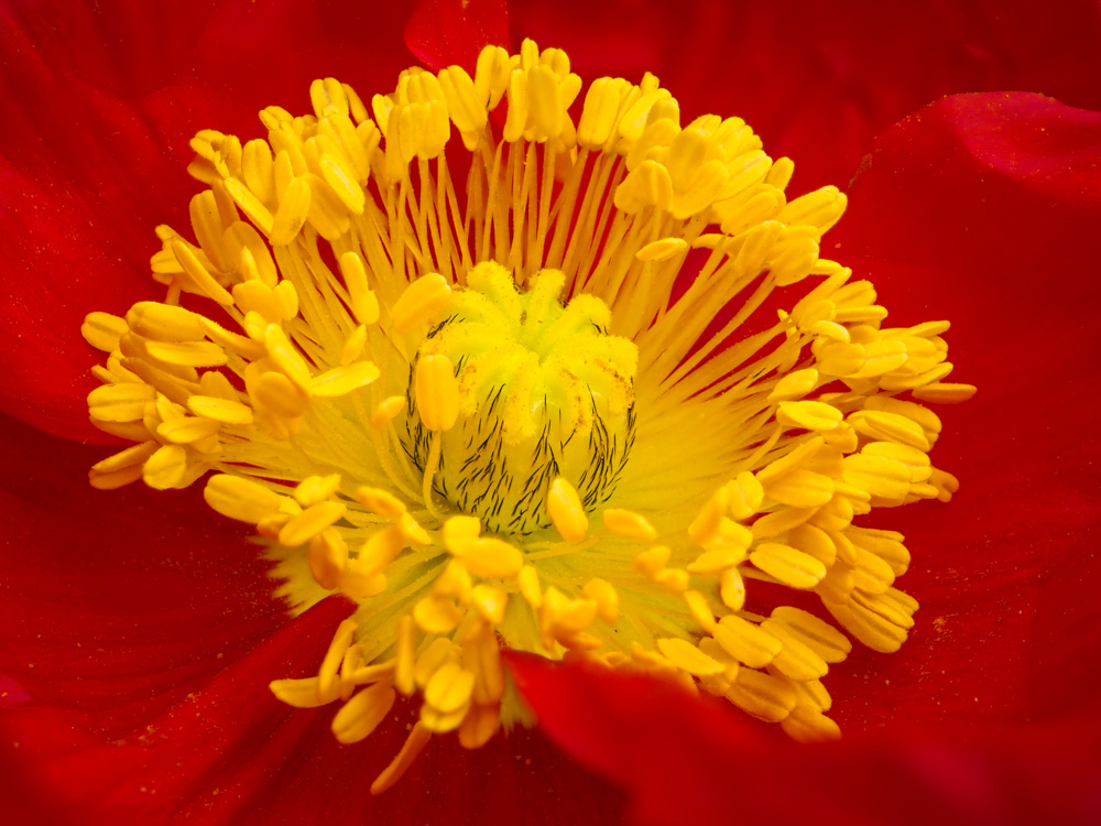 Red Poppy (Papaver)