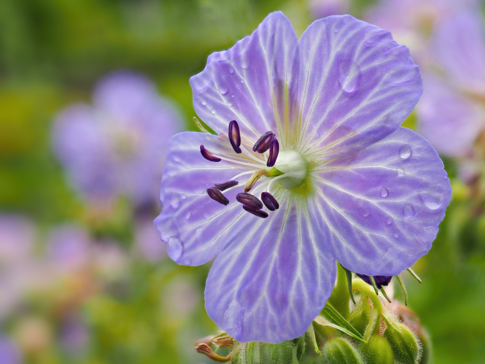 Meadow crane's-bill (Geranium pratense)